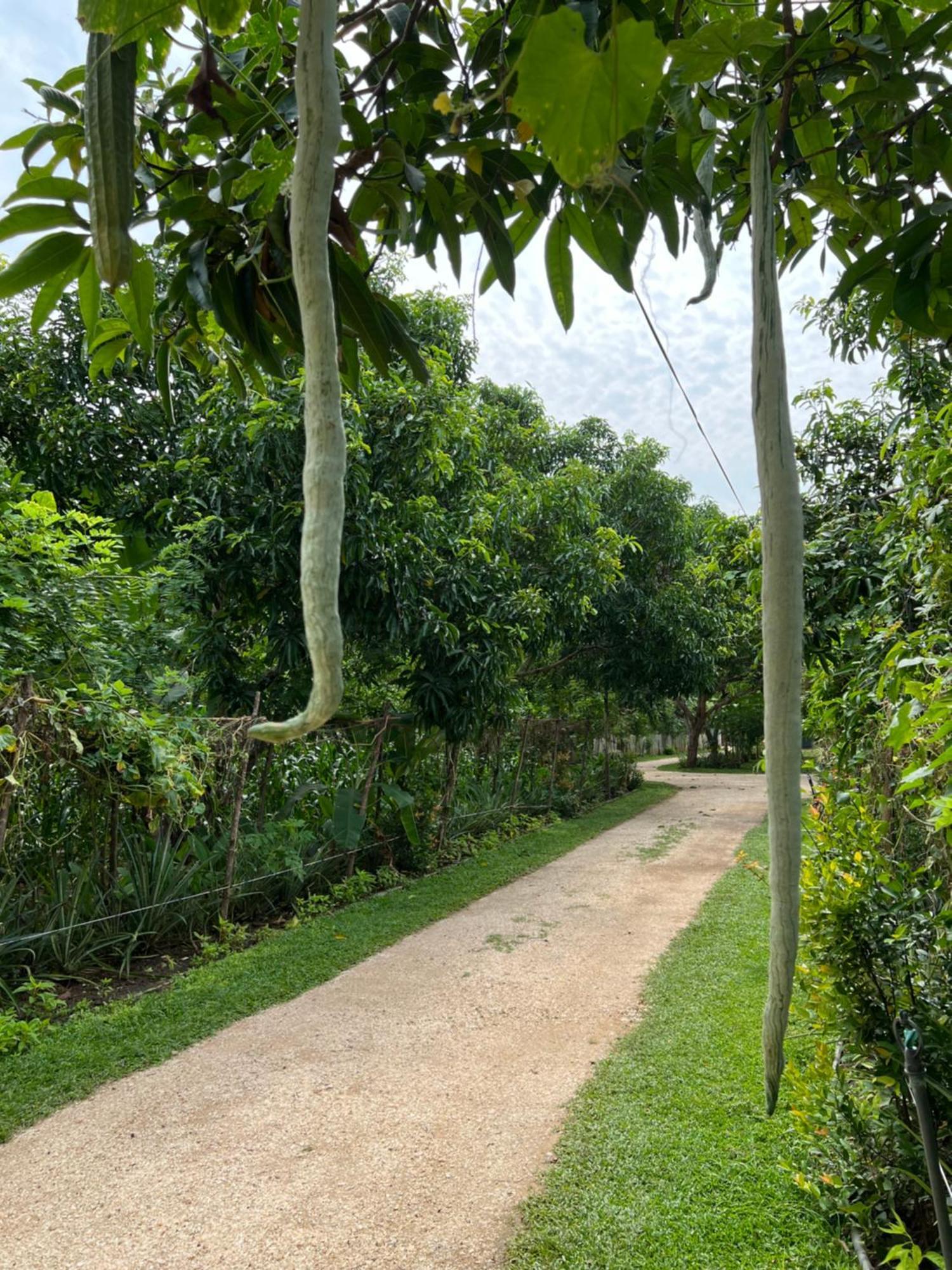 Sayon River Cottage & Eco Garden Monaragala Exterior foto