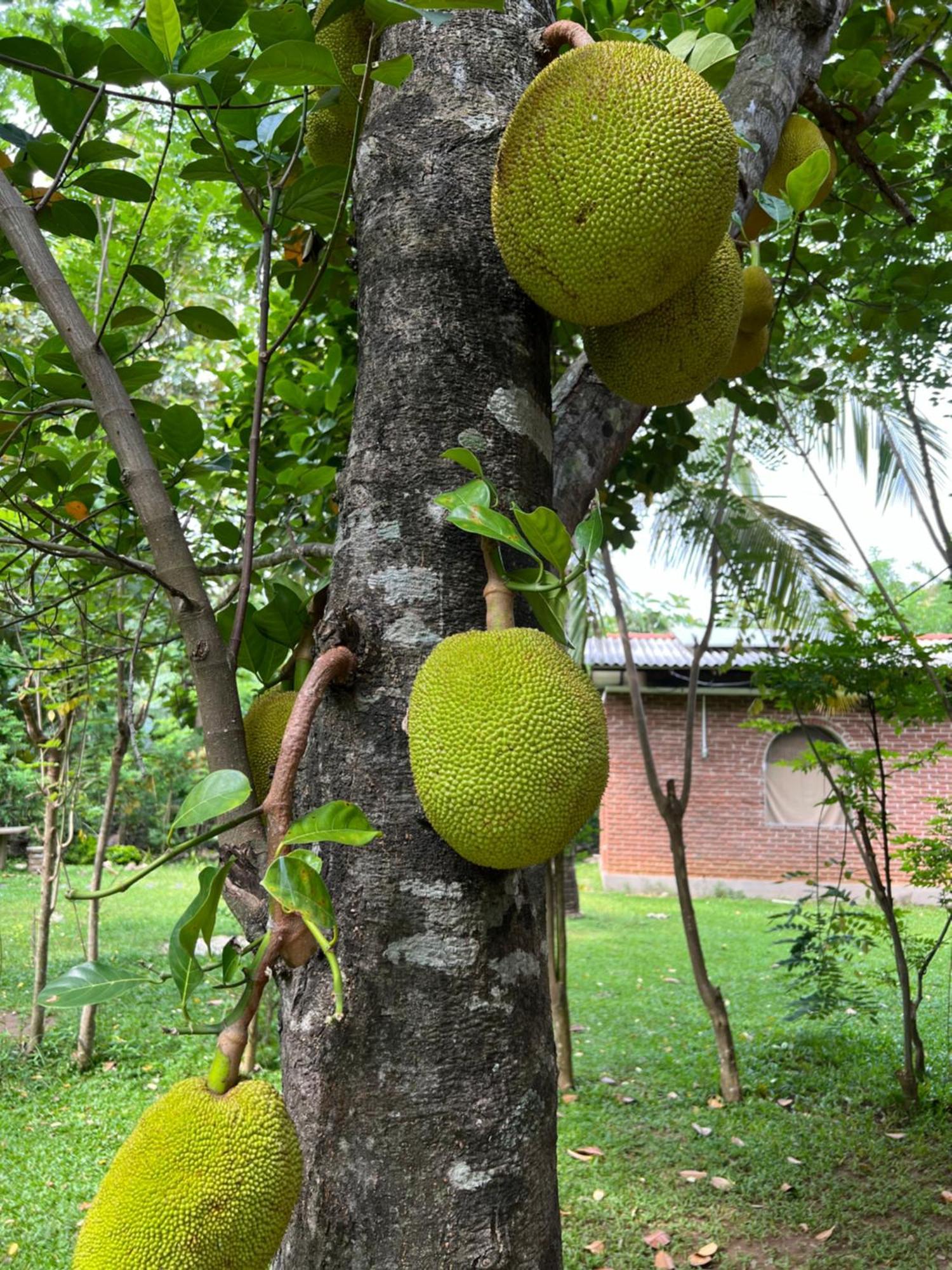 Sayon River Cottage & Eco Garden Monaragala Exterior foto