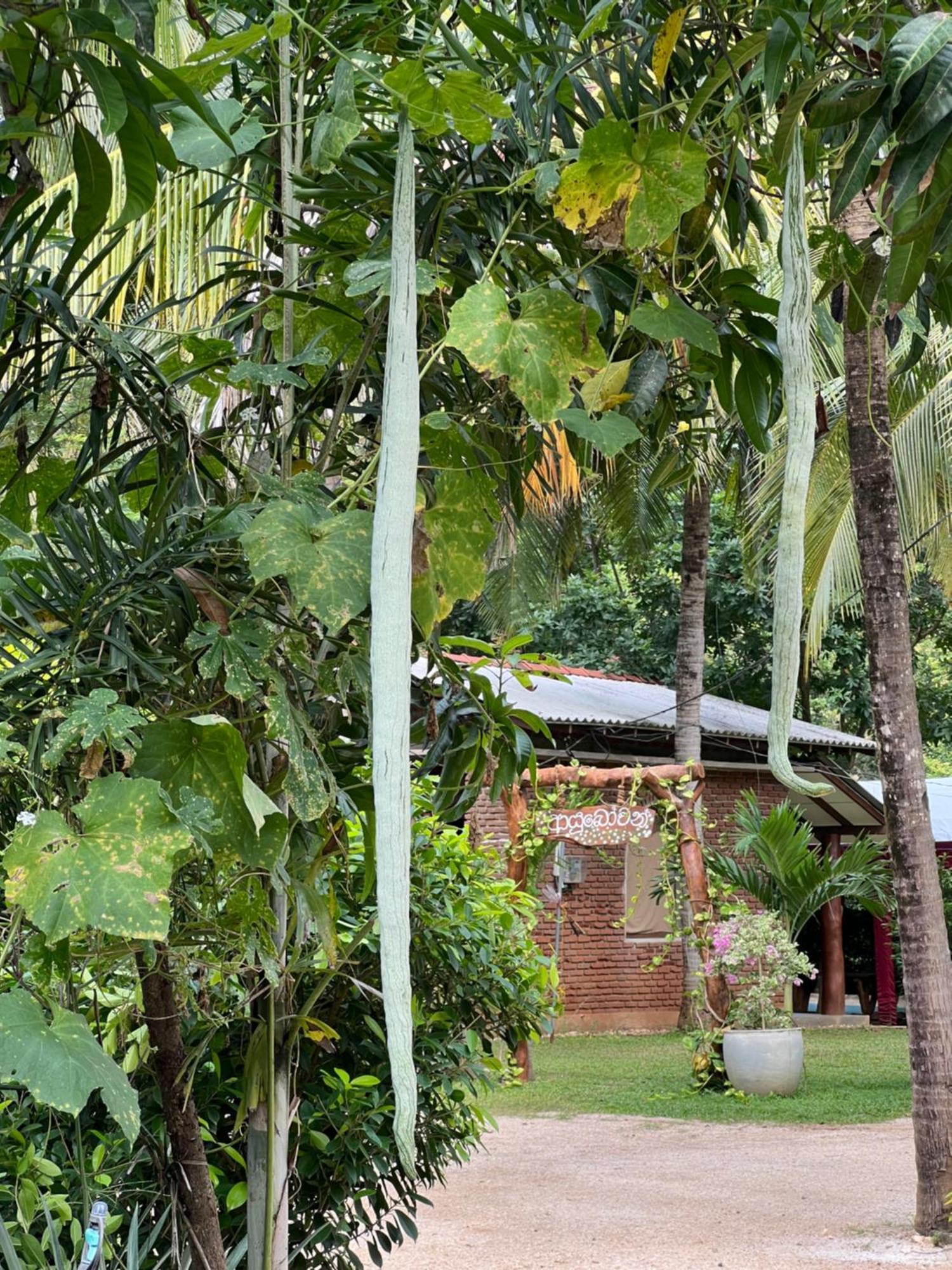 Sayon River Cottage & Eco Garden Monaragala Exterior foto